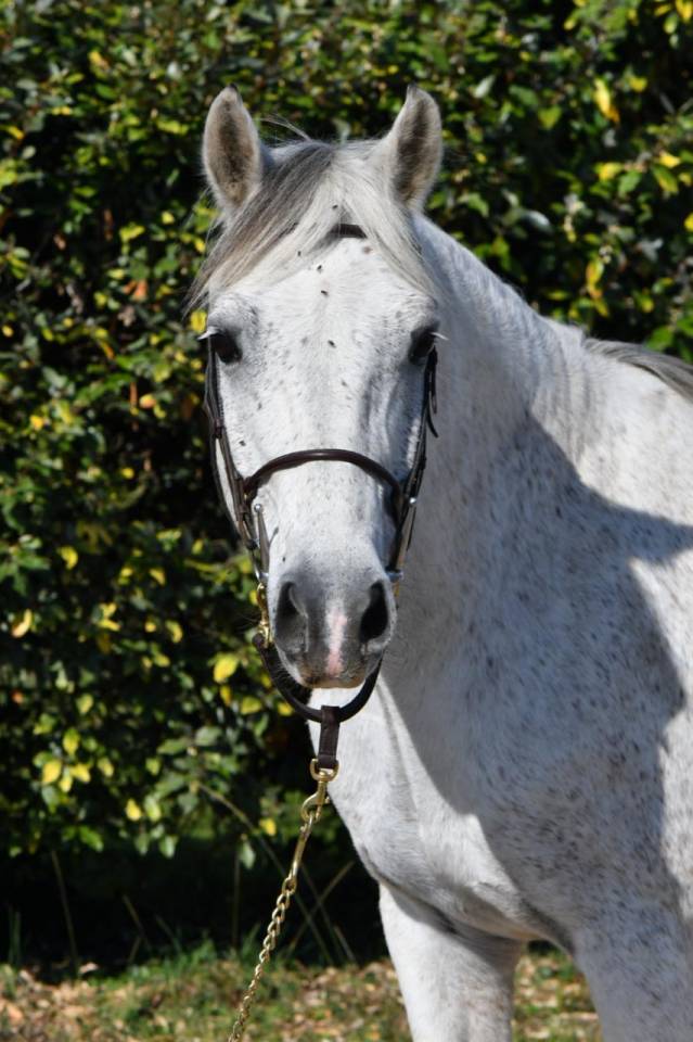 Castrone PFS Pony Francese da Sella In vendita 2018 Grigio