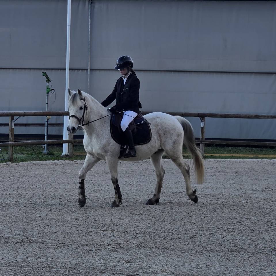 Castrone PFS Pony Francese da Sella In vendita 2018 Grigio