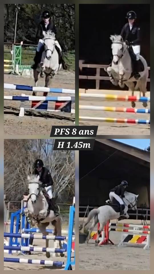 Castrone PFS Pony Francese da Sella In vendita 2018 Grigio