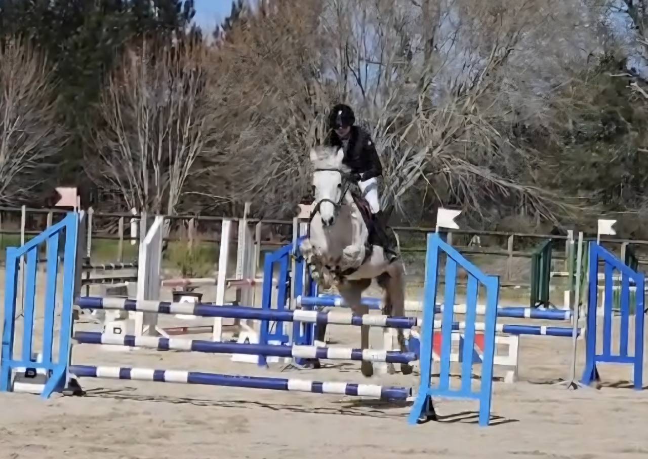 Castrone PFS Pony Francese da Sella In vendita 2018 Grigio