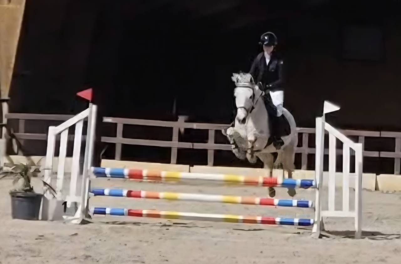 Castrone PFS Pony Francese da Sella In vendita 2018 Grigio