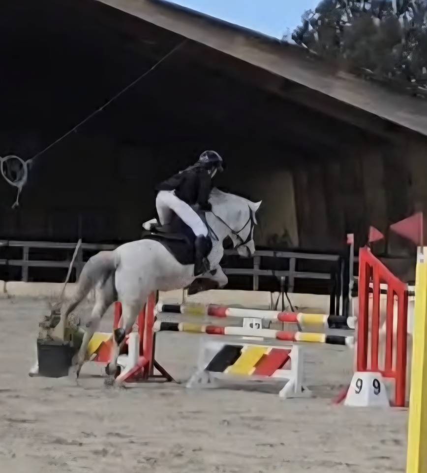 Castrone PFS Pony Francese da Sella In vendita 2018 Grigio