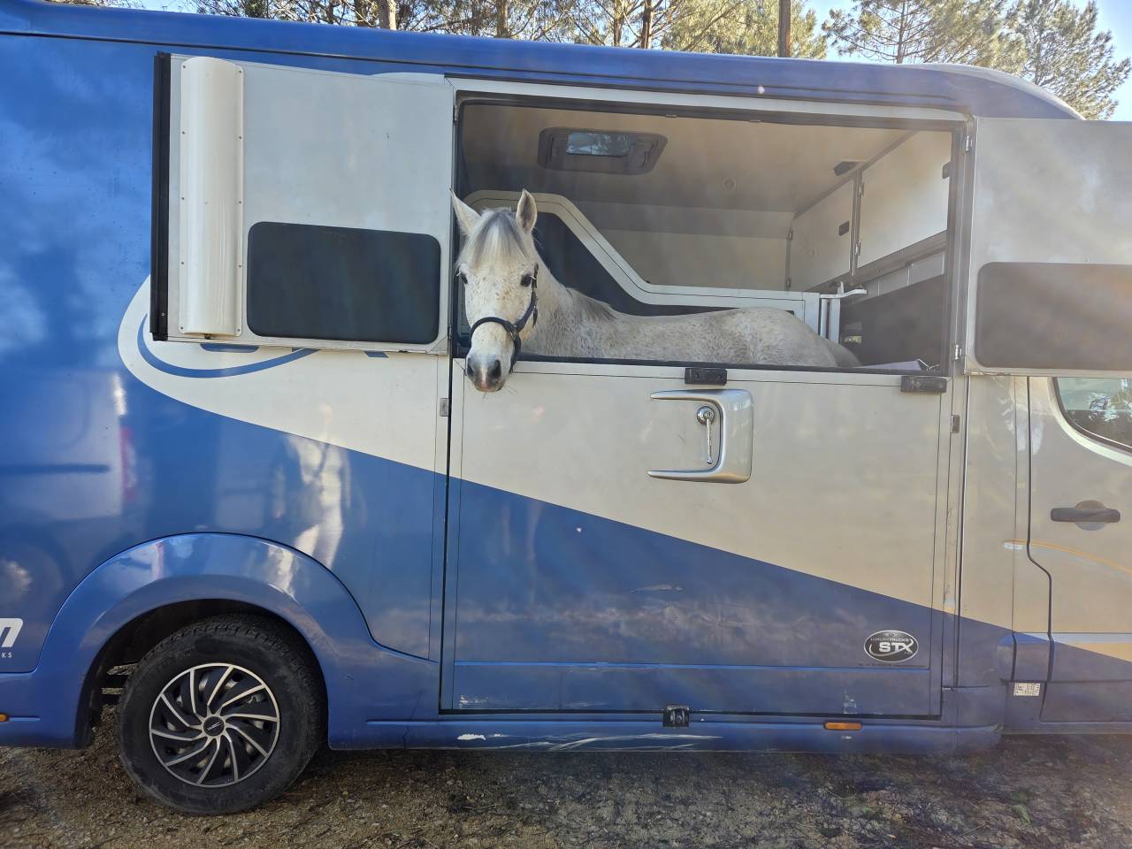 Castrone PFS Pony Francese da Sella In vendita 2018 Grigio