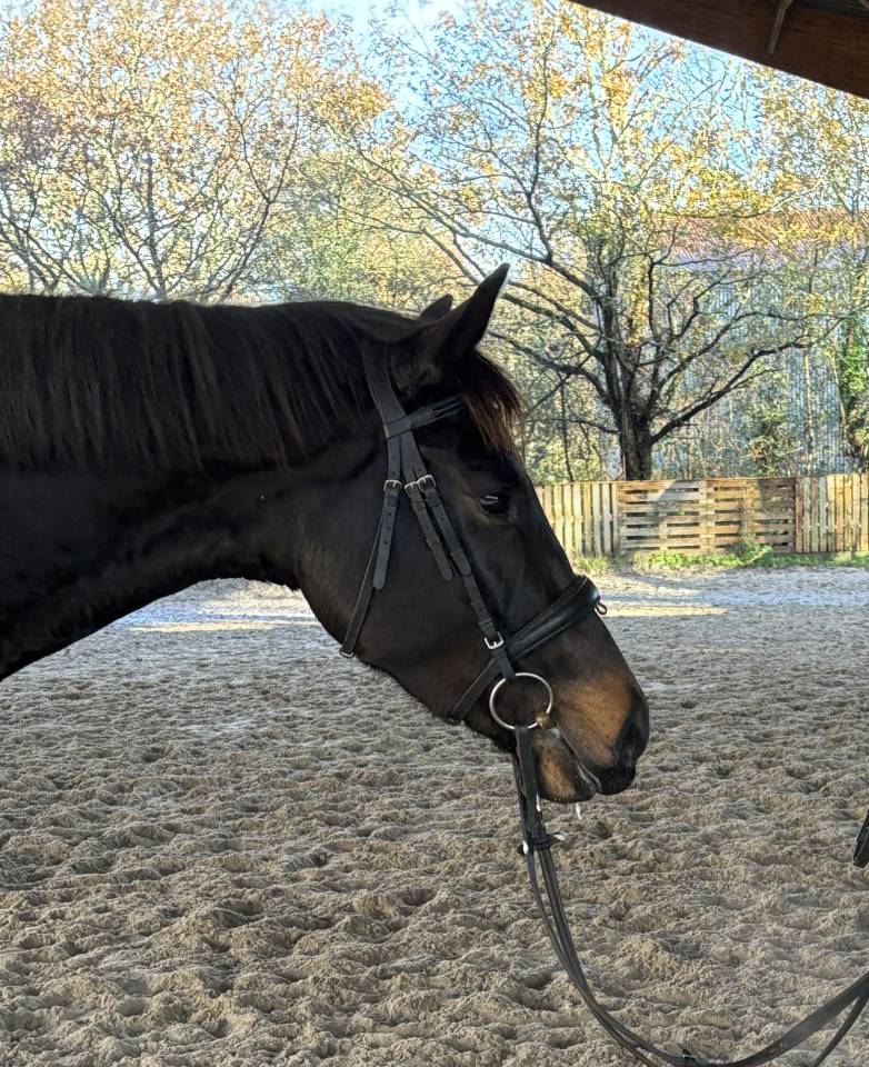 Cavalla sBs Cavallo da Sport Belgio In vendita 2021 Baio scuro ,  Kheops d&rsquo;hathor