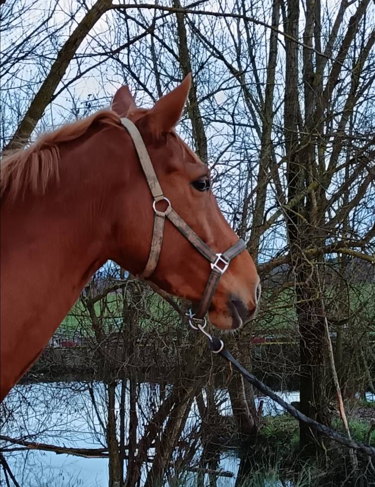 Cavalla Sella Francese In vendita 2021 Sauro