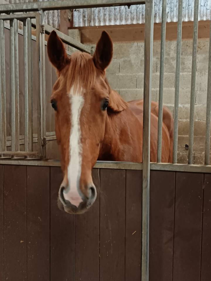 Cavalla Sella Francese In vendita 2021 Sauro