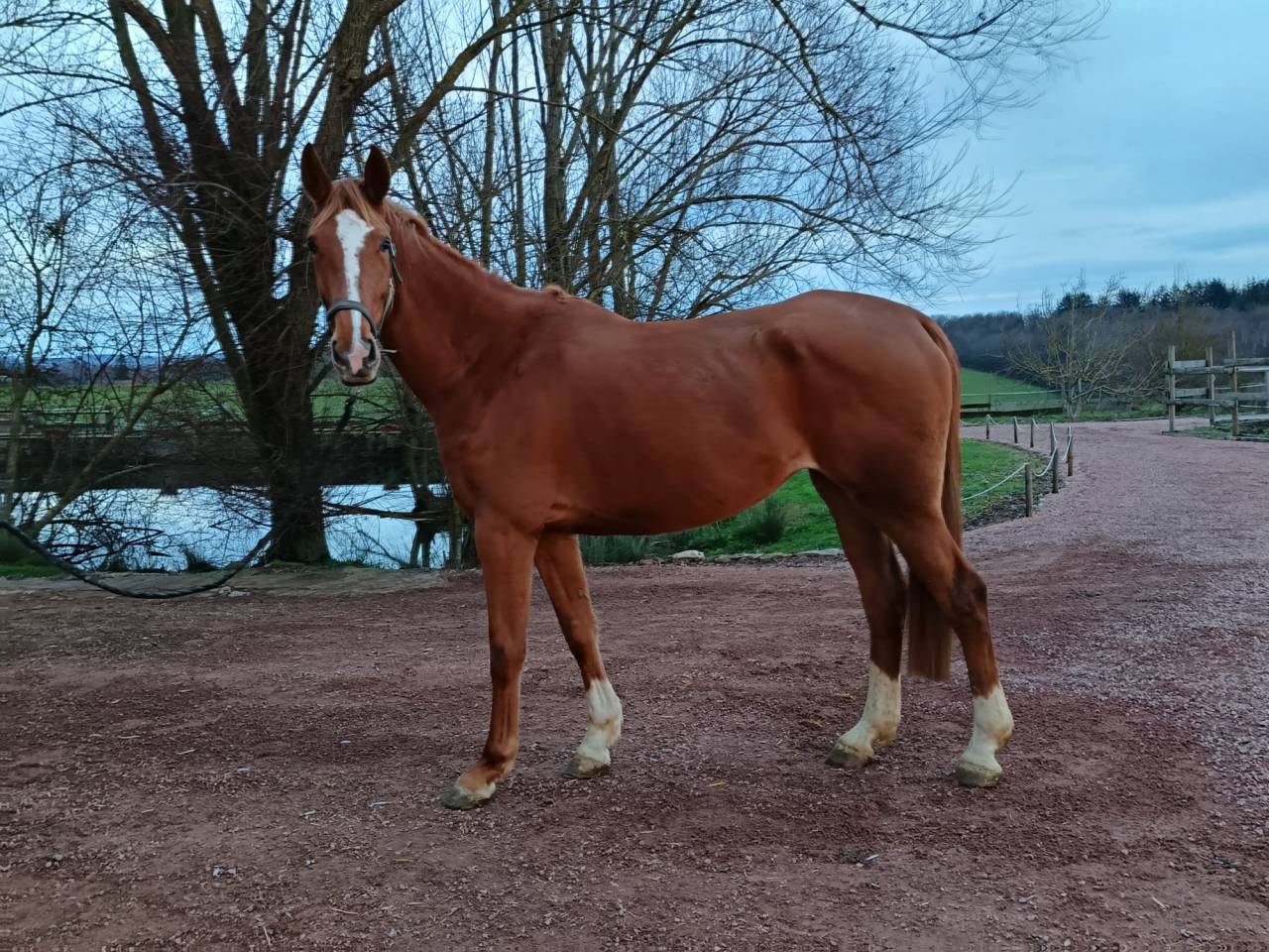 Cavalla Sella Francese In vendita 2021 Sauro