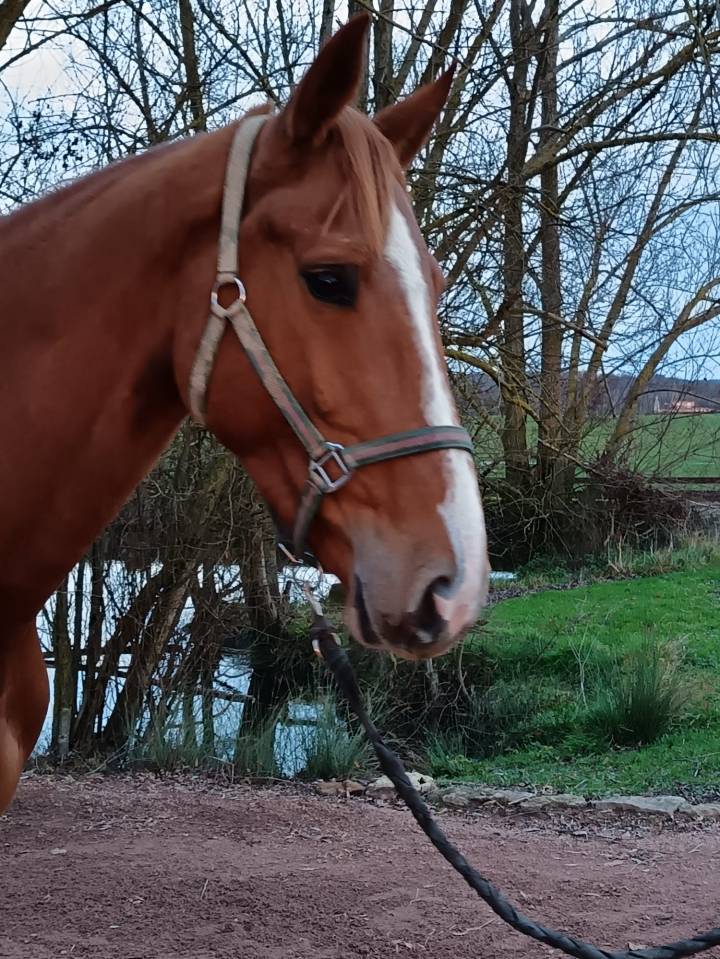 Cavalla Sella Francese In vendita 2021 Sauro ,  Nomber one d iso