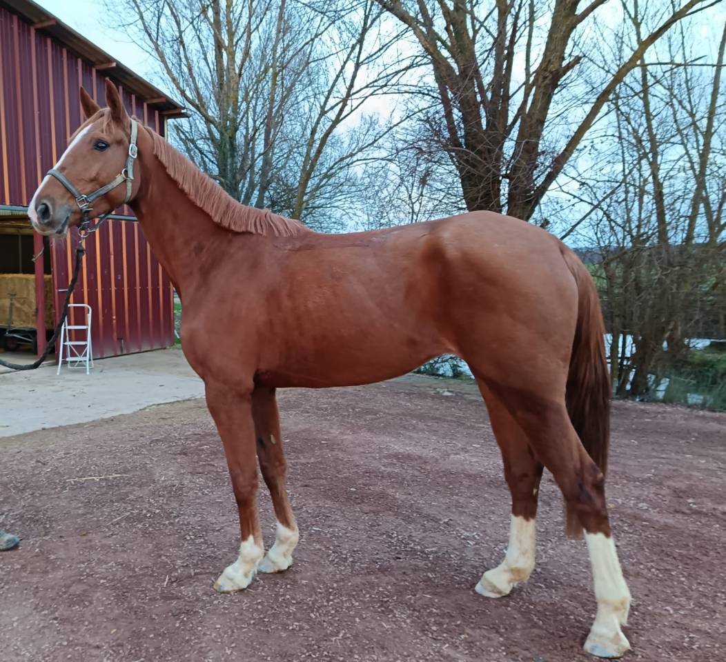 Cavalla Sella Francese In vendita 2021 Sauro ,  Nomber one d iso