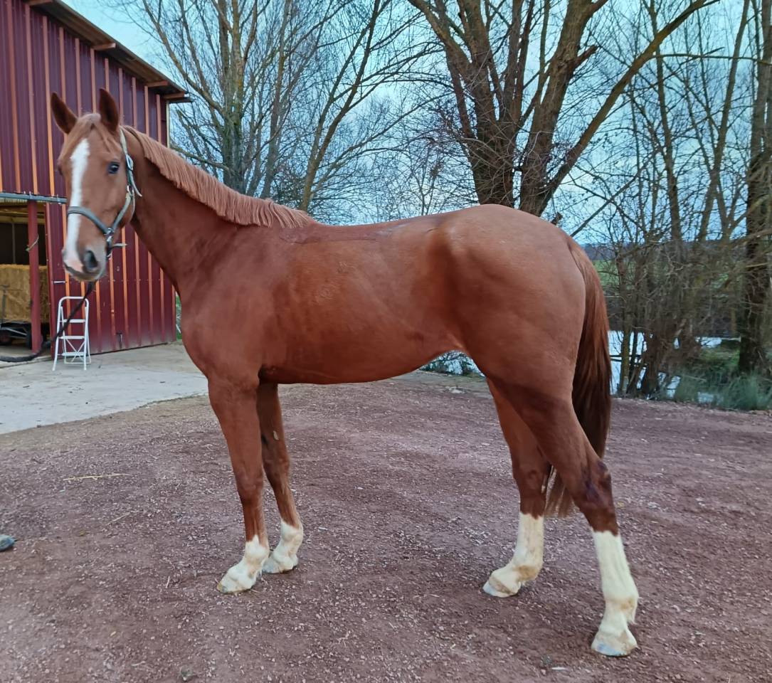 Cavalla Sella Francese In vendita 2021 Sauro ,  Nomber one d iso