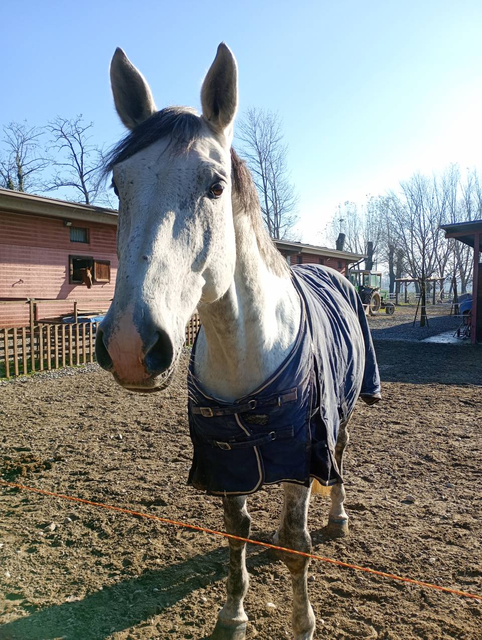 Cavallo Sella Italiano - 10 anni