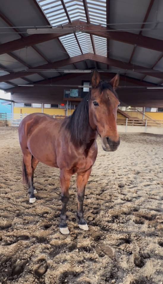 Cavallo baio del 2012