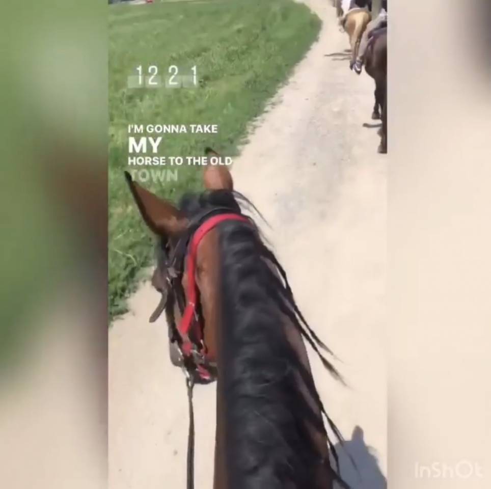 Cavallo baio del 2012