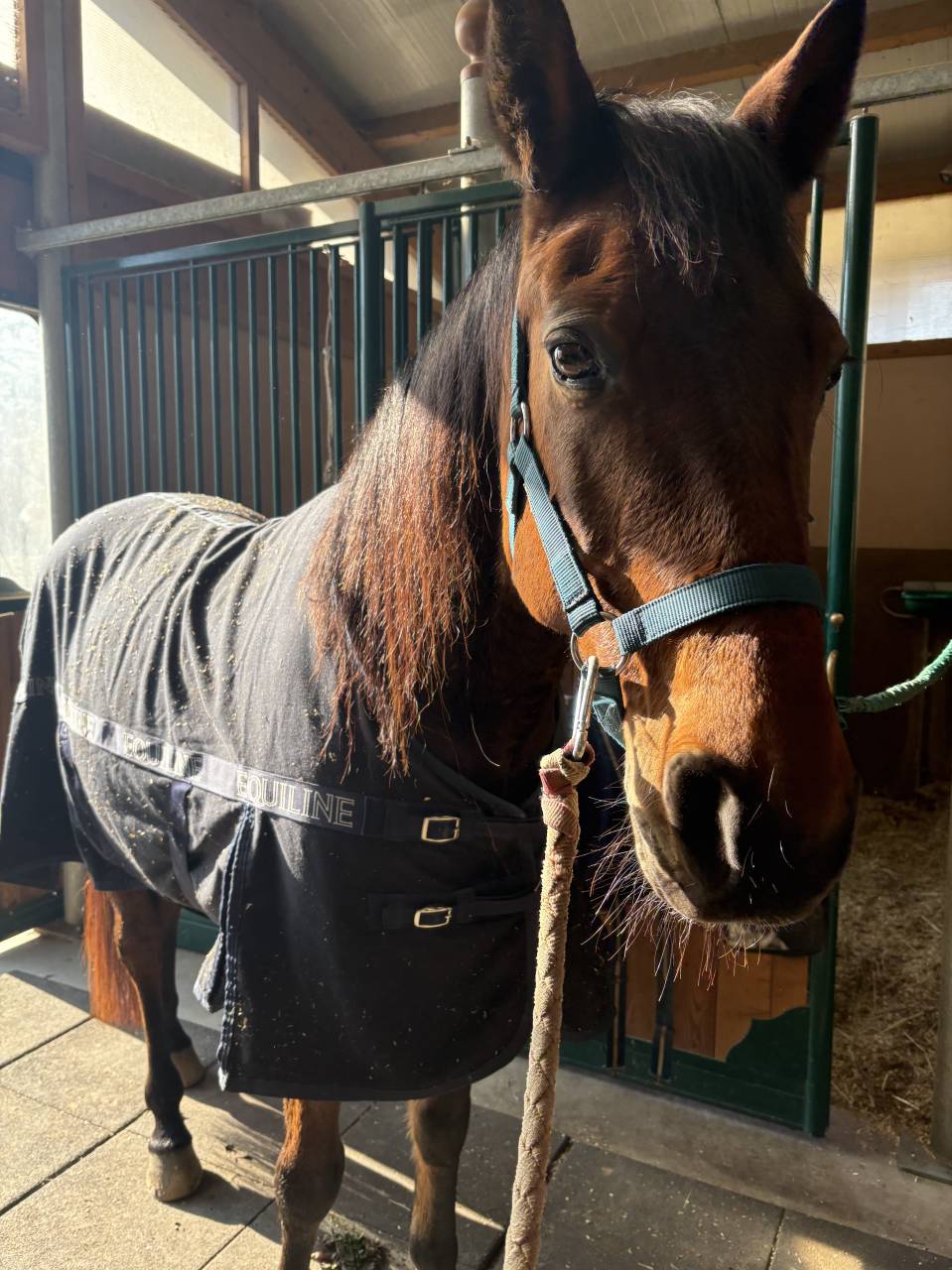 Cavallo baio del 2012