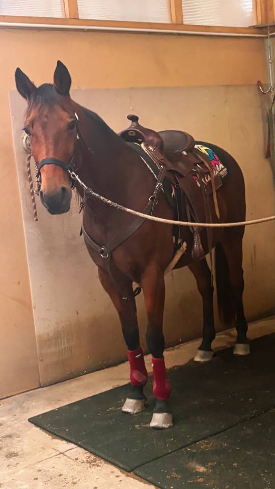 Cavallo baio del 2012