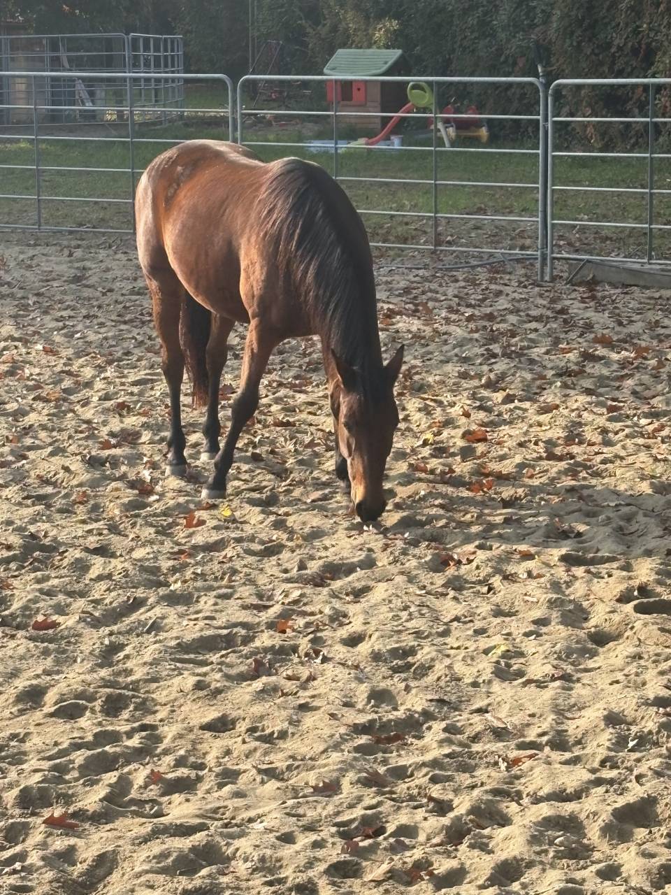 Cavallo baio del 2012