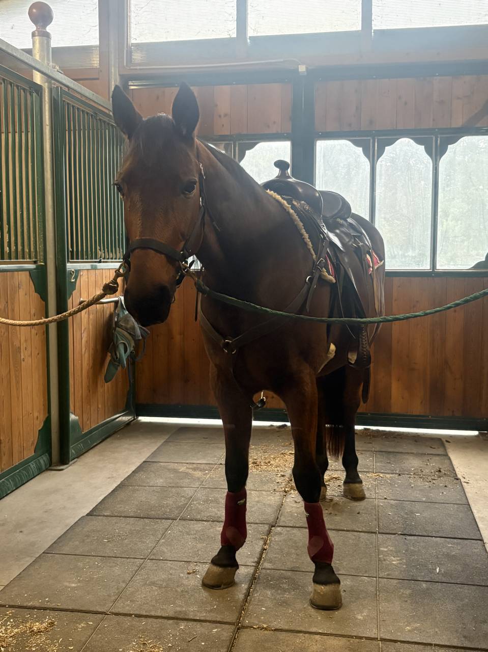 Cavallo baio del 2012