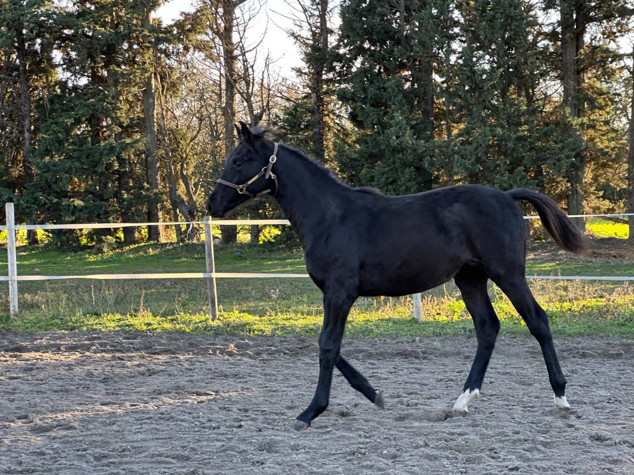 Puledro Sella Francese In vendita 2025 Nero