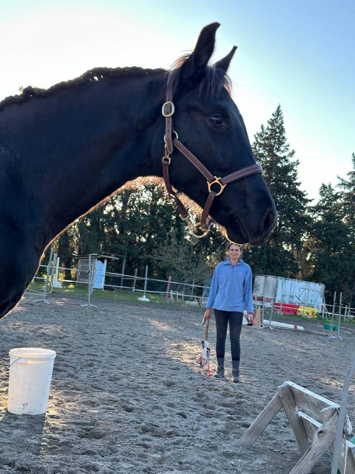 Puledro Sella Francese In vendita 2025 Nero