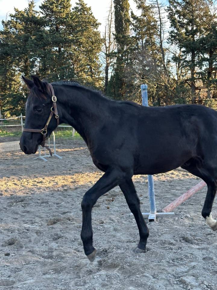 Puledro Sella Francese In vendita 2025 Nero