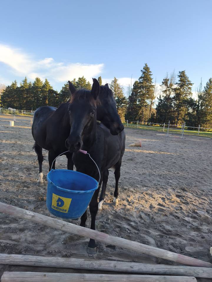 Puledro Sella Francese In vendita 2025 Nero