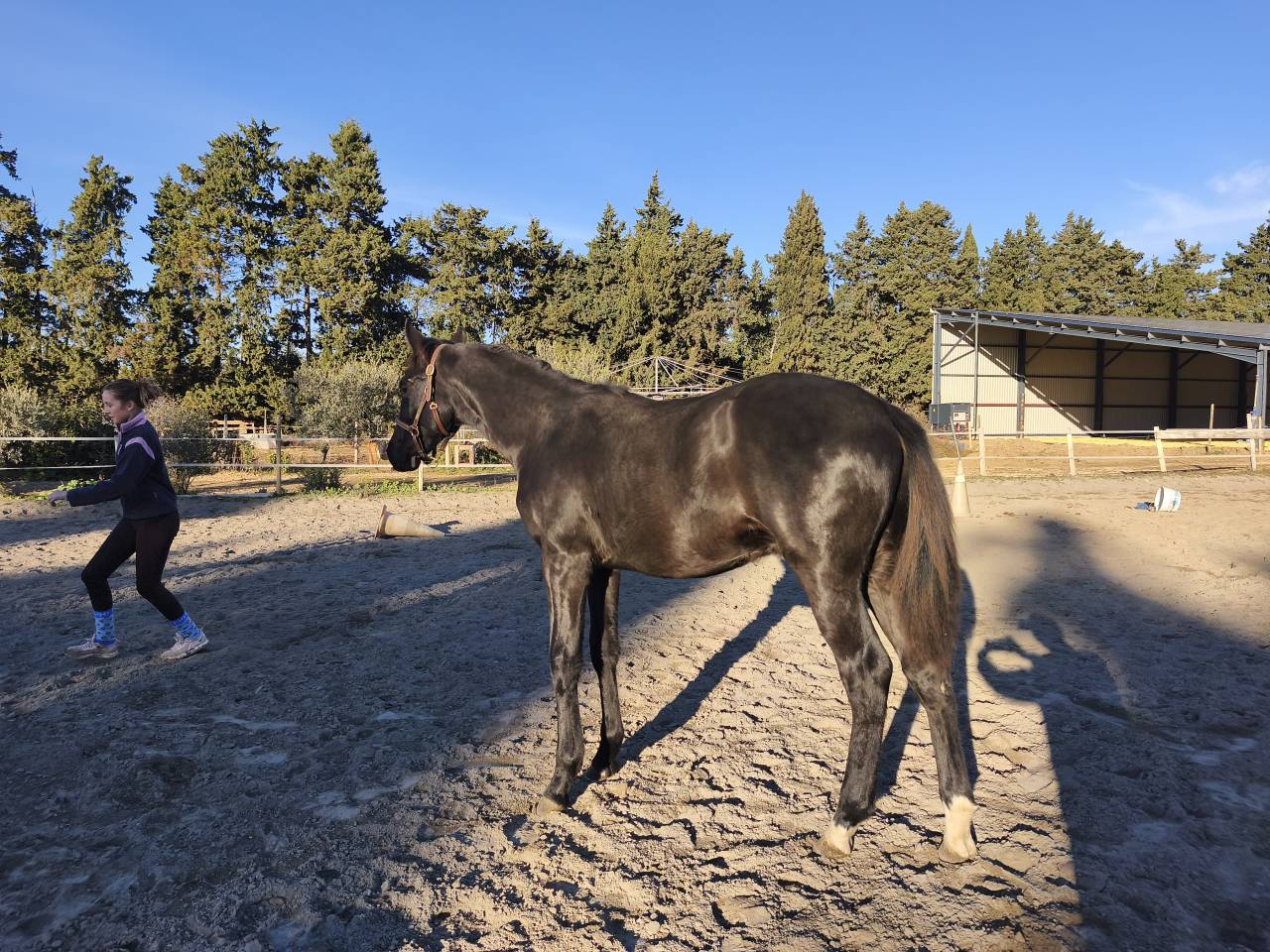 Puledro Sella Francese In vendita 2025 Nero