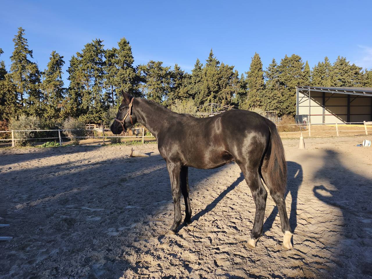 Puledro Sella Francese In vendita 2025 Nero