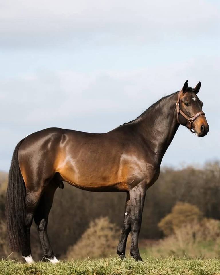 Puledro Sella Francese In vendita 2025 Nero