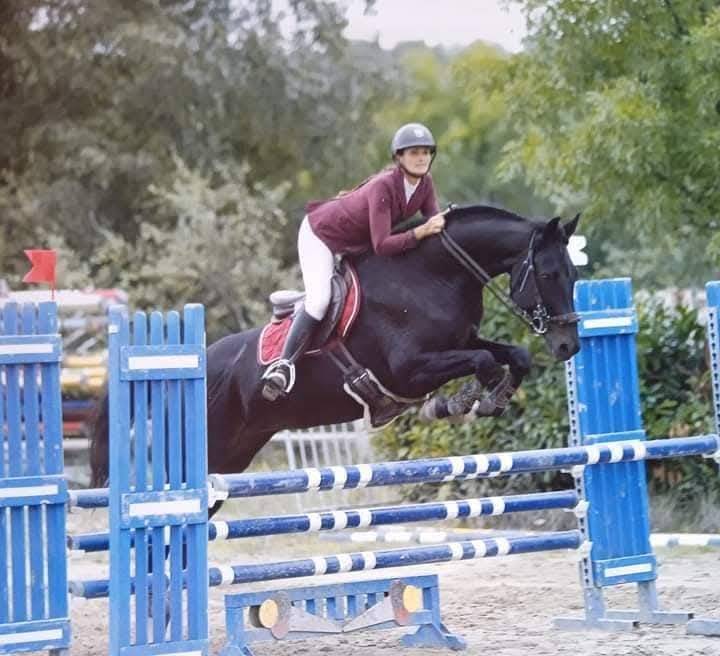 Puledro Sella Francese In vendita 2025 Nero