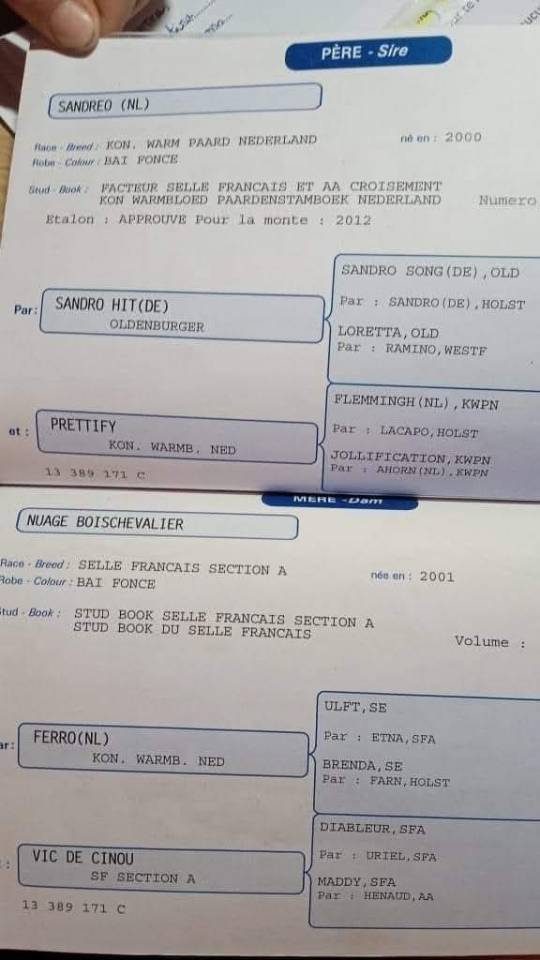 Puledro Sella Francese In vendita 2025 Nero