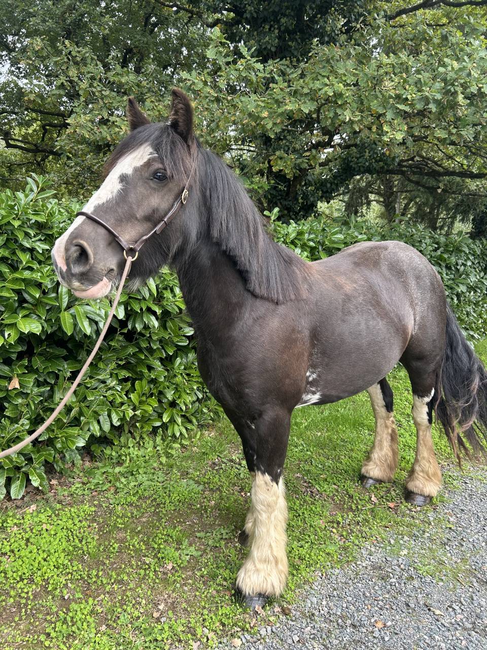 Cavalla Origine Non Constatata In vendita 2021 Nero