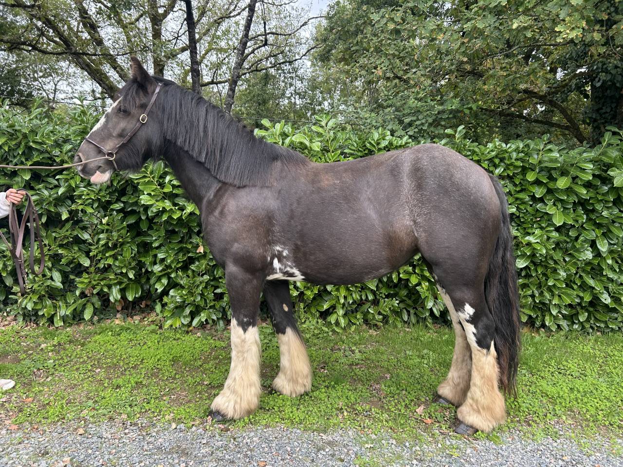 Cavalla Origine Non Constatata In vendita 2021 Nero