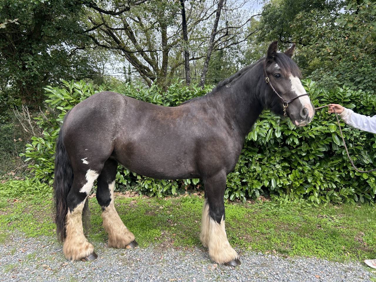 Cavalla Origine Non Constatata In vendita 2021 Nero