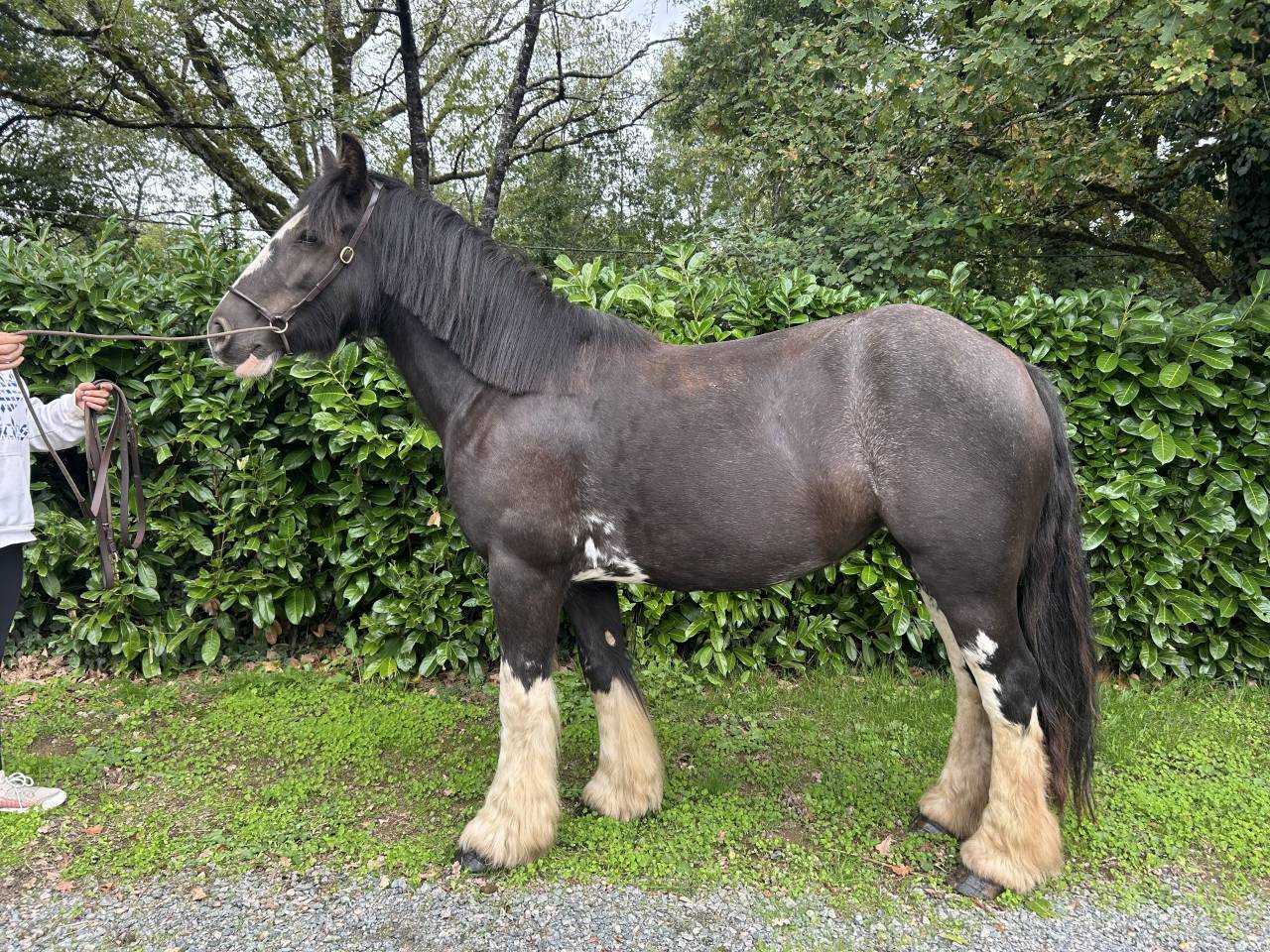 Cavalla Origine Non Constatata In vendita 2021 Nero