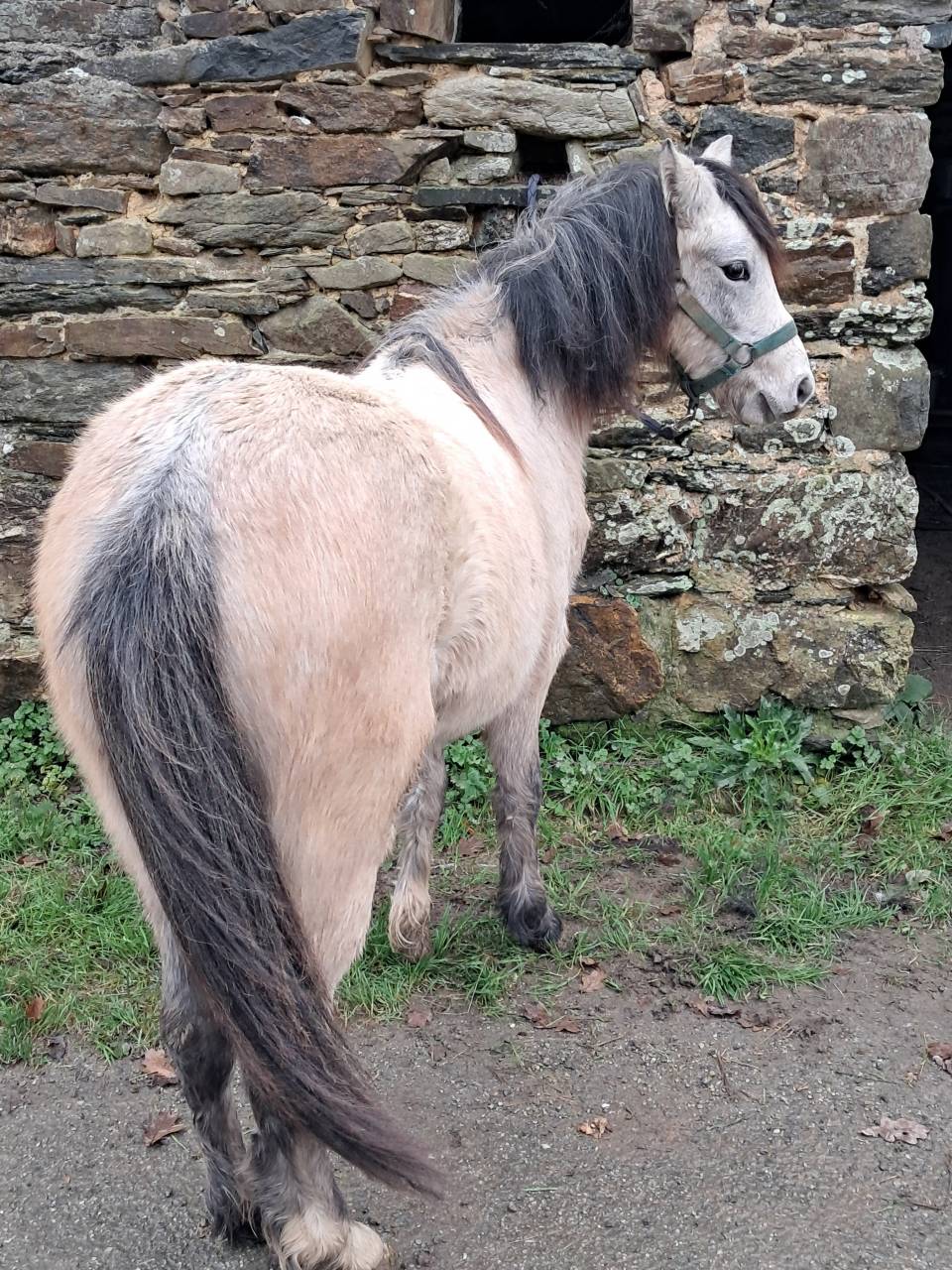 Puledra Welsh Poney (Sezione B) In vendita 2024 Grigio ,  JALISKO DE KERVE