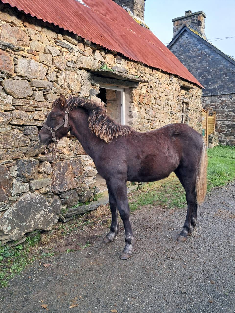 Puledro Connemara In vendita 2025 Sauro brul&eacute; ,  ELWING DE VUZIT