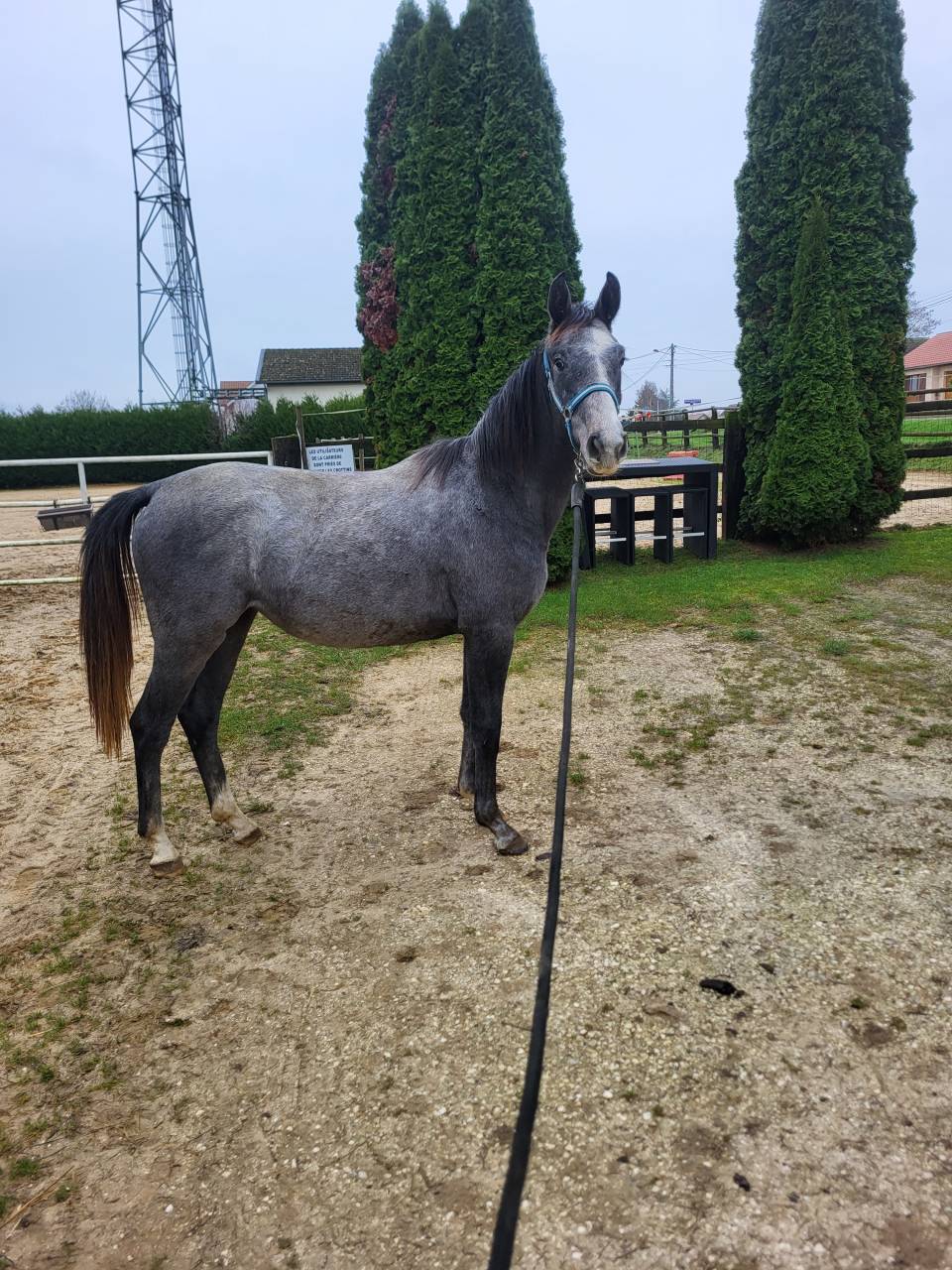 Puledra Sella Francese In vendita 2024 Grigio ,  Hokkaido de Menjo