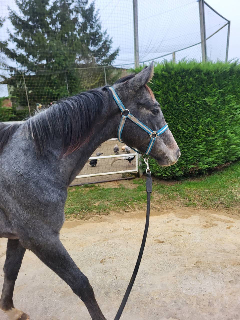 Puledra Sella Francese In vendita 2024 Grigio ,  Hokkaido de Menjo