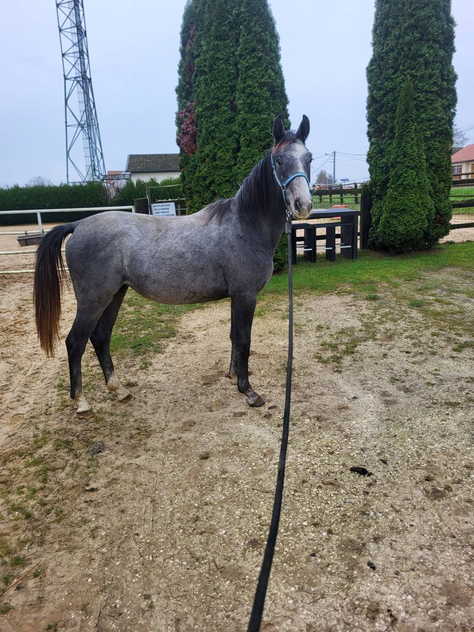 Puledra Sella Francese In vendita 2024 Grigio ,  Hokkaido de Menjo