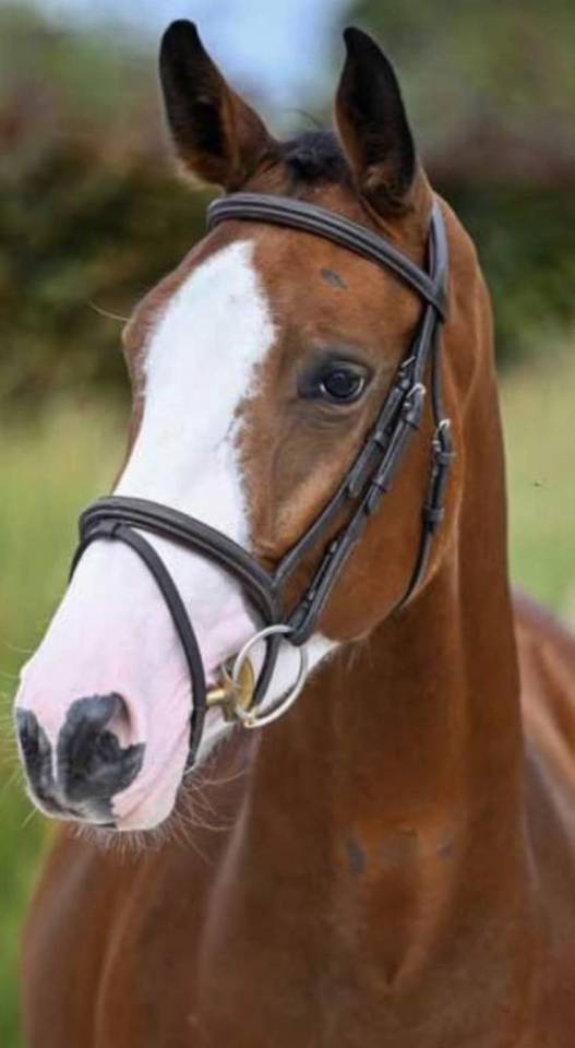 Cavalla BWP Cavallo da Sangue Belgio In vendita 2022 Baio