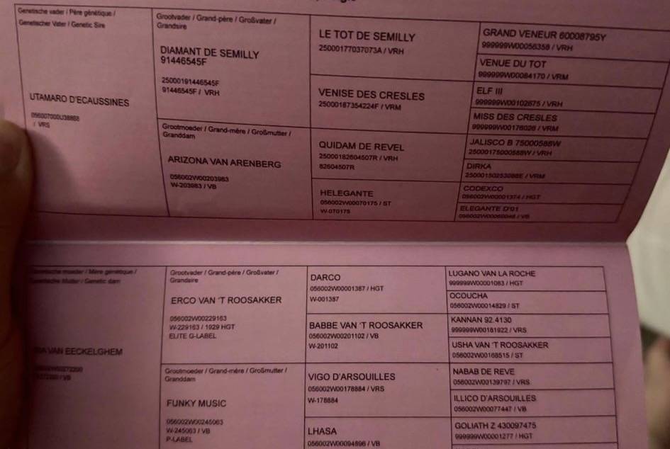 Cavalla BWP Cavallo da Sangue Belgio In vendita 2022 Baio