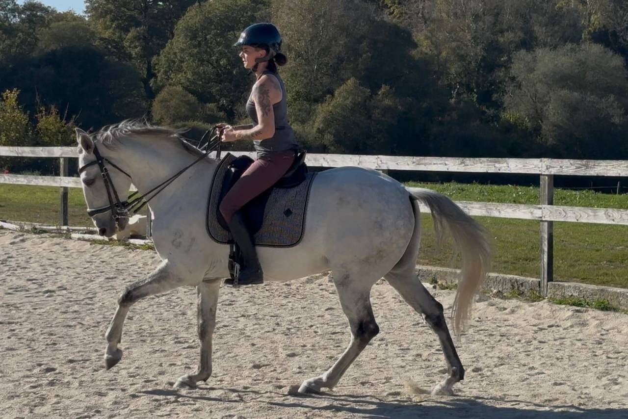 Castrone Lusitano In vendita 2016 Grigio ,  Zenite