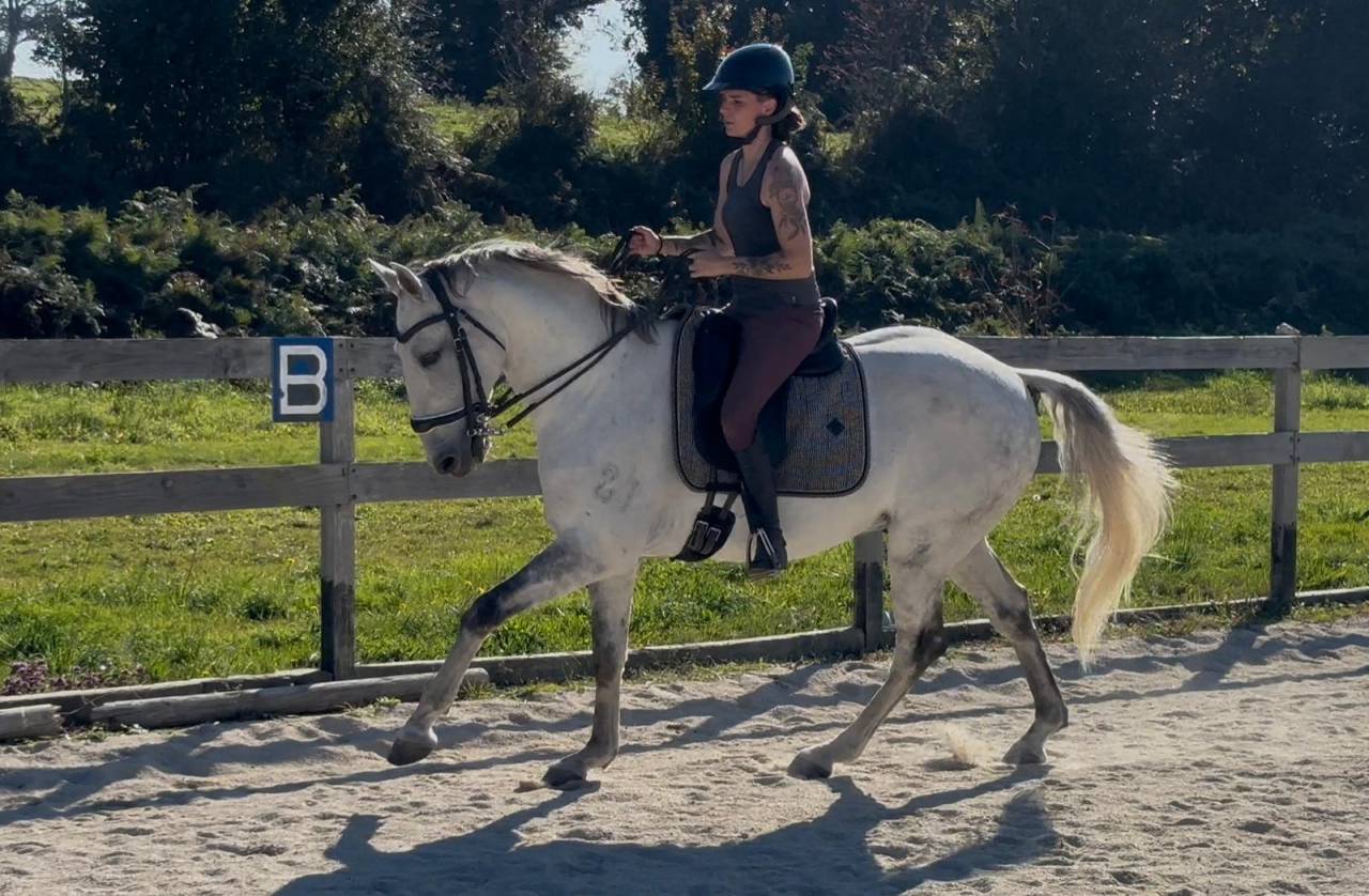 Castrone Lusitano In vendita 2016 Grigio ,  Zenite