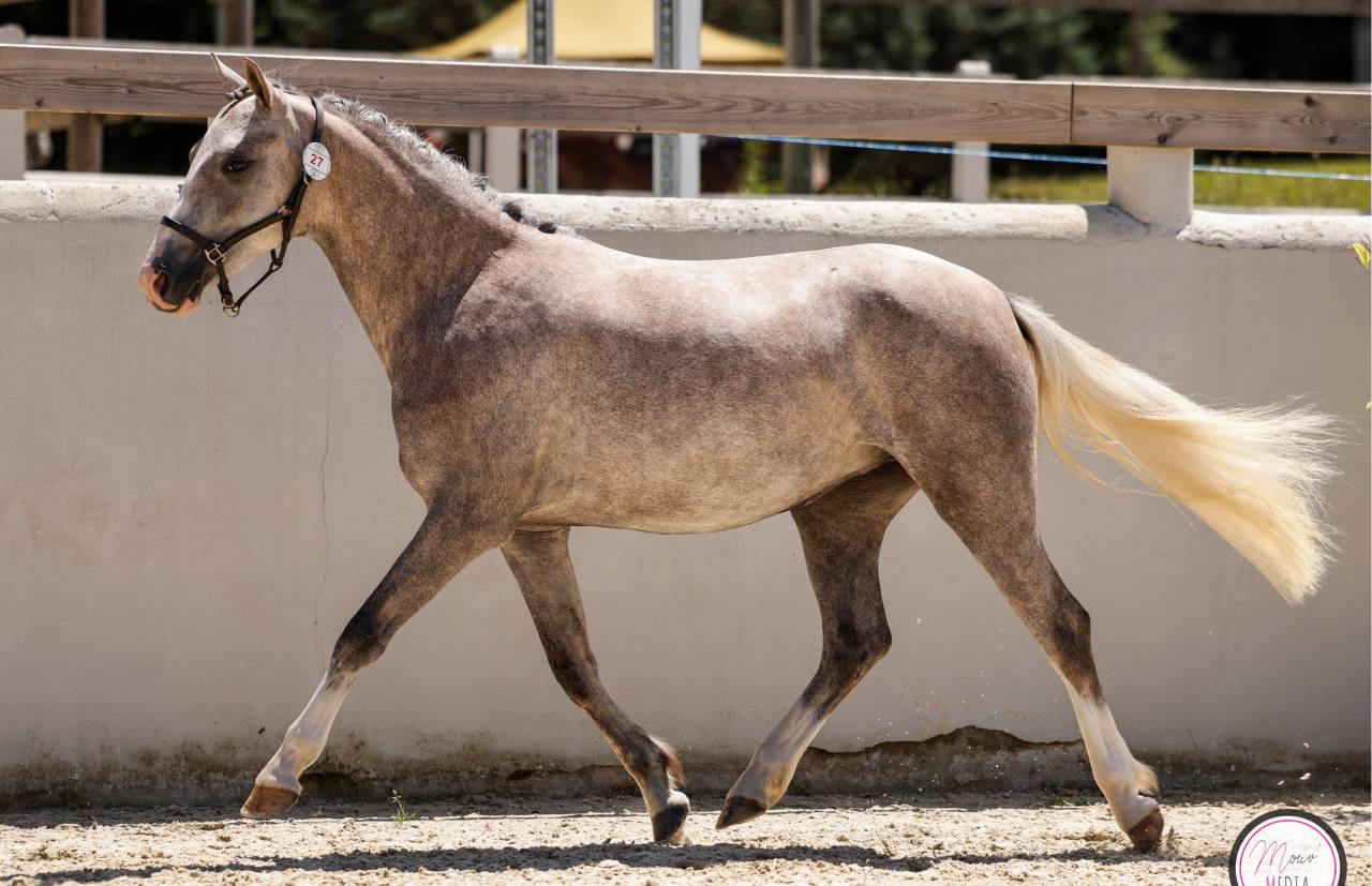 Cavalla Welsh Poney (Sezione B) In vendita 2023 Grigio ,  Boueben de Balizac