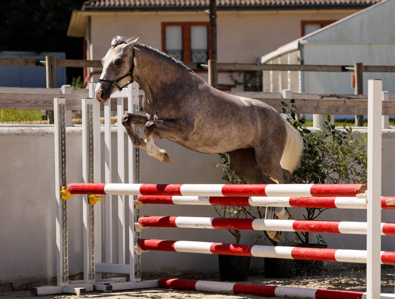 Cavalla Welsh Poney (Sezione B) In vendita 2023 Grigio ,  Boueben de Balizac