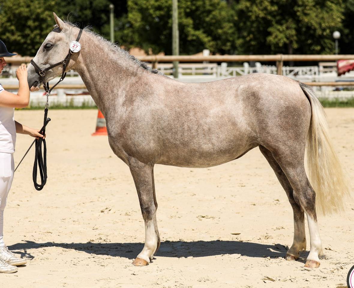 Cavalla Welsh Poney (Sezione B) In vendita 2023 Grigio ,  Boueben de Balizac