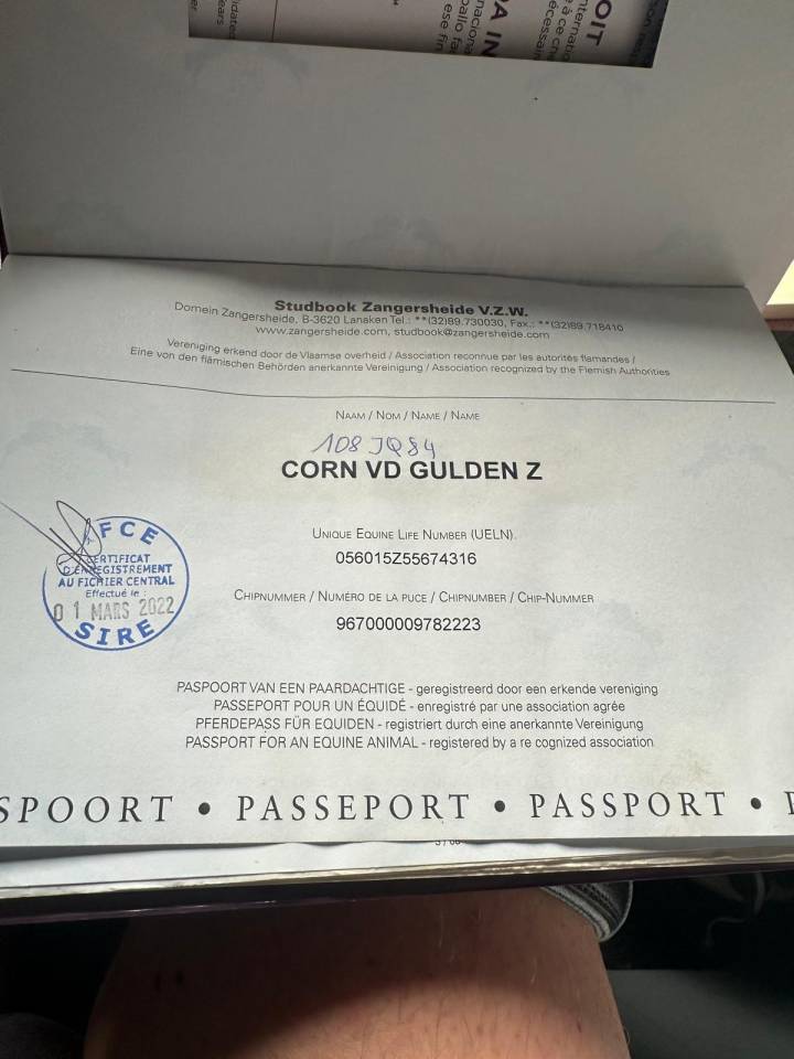 Castrone Zangersheide In vendita 2016 Baio ,  connor