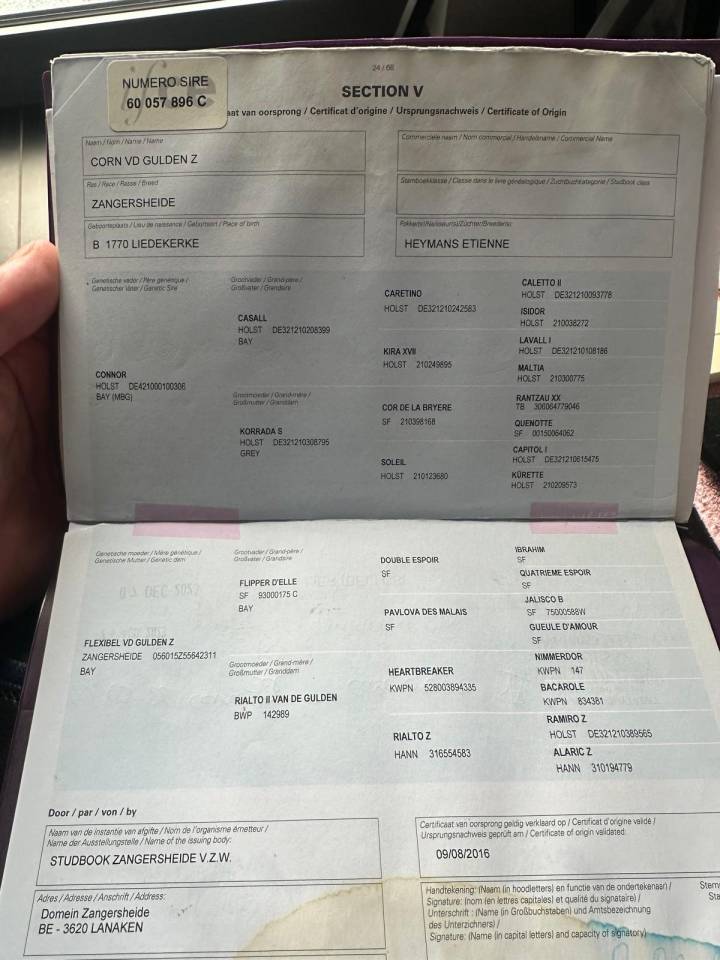 Castrone Zangersheide In vendita 2016 Baio ,  connor