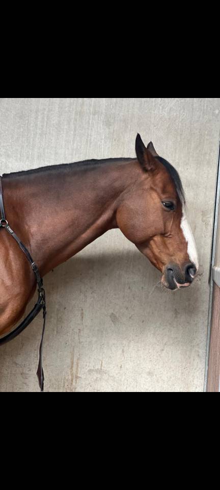 Castrone Zangersheide In vendita 2016 Baio ,  connor