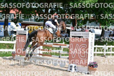 Cavalla da salto di 11 anni